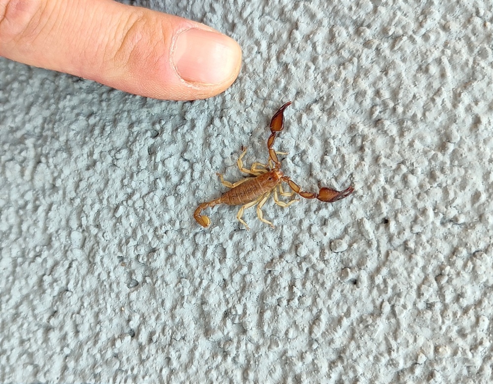 Крымский скорпион