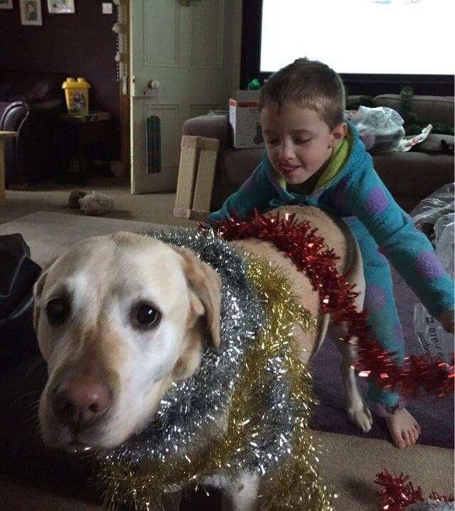 Зачем украшать ёлку, если можно нарядить собачку?