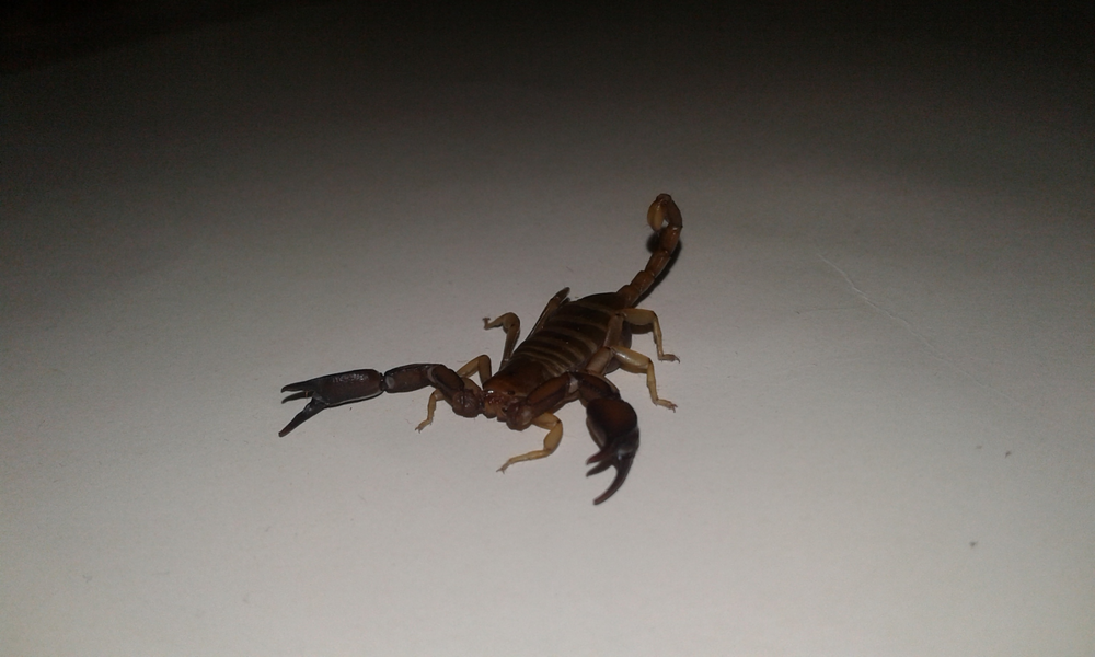 Крымский скорпион