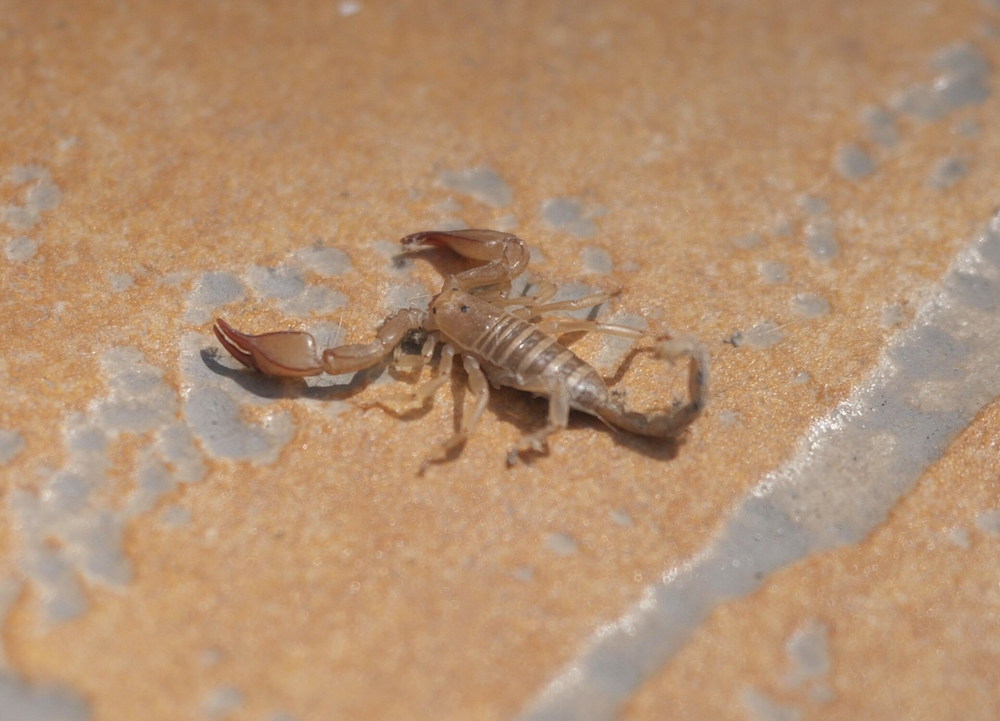 Крымский скорпион