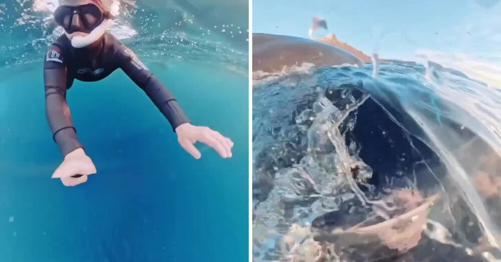 Девушка-дайвер во время очередного погружения чуть не стала едой для кита