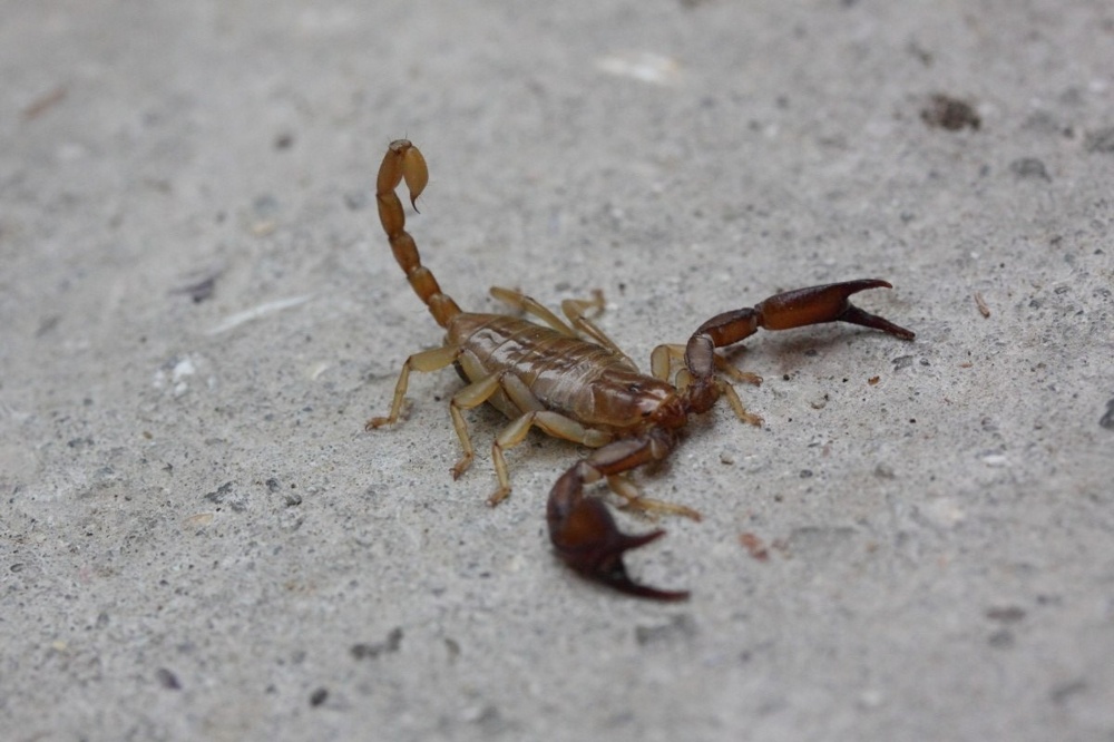 Крымский скорпион