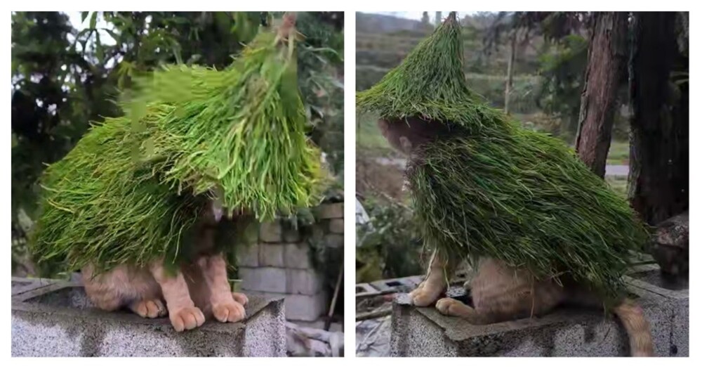 Лесной друид