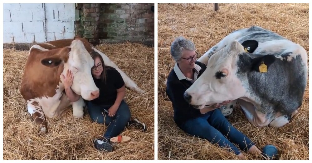 Фермеры зарабатывают на объятиях с коровами из-за падения цен на молоко