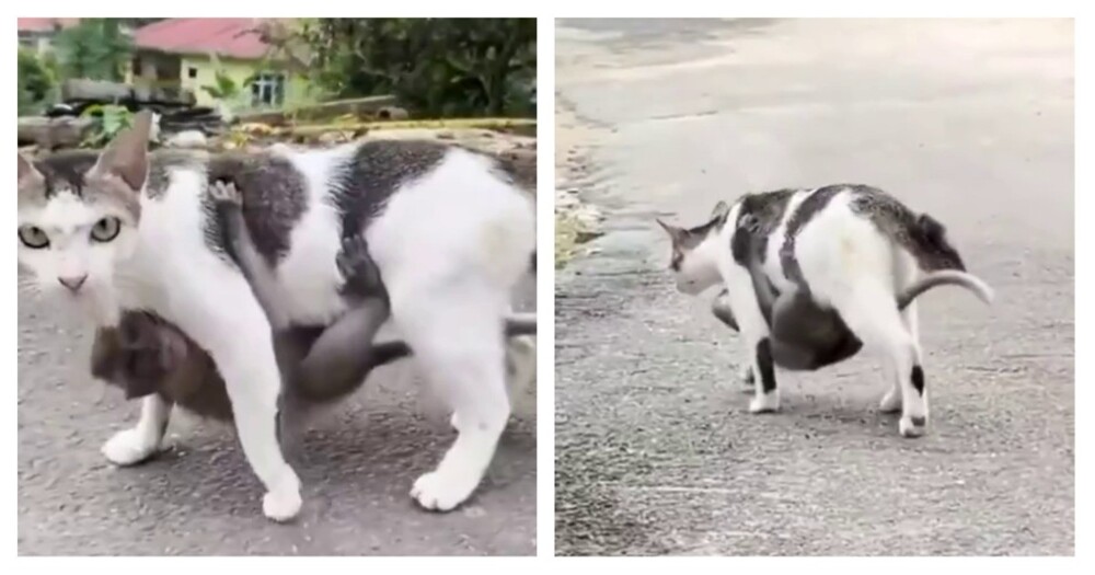 Кошка усыновила обезьяну