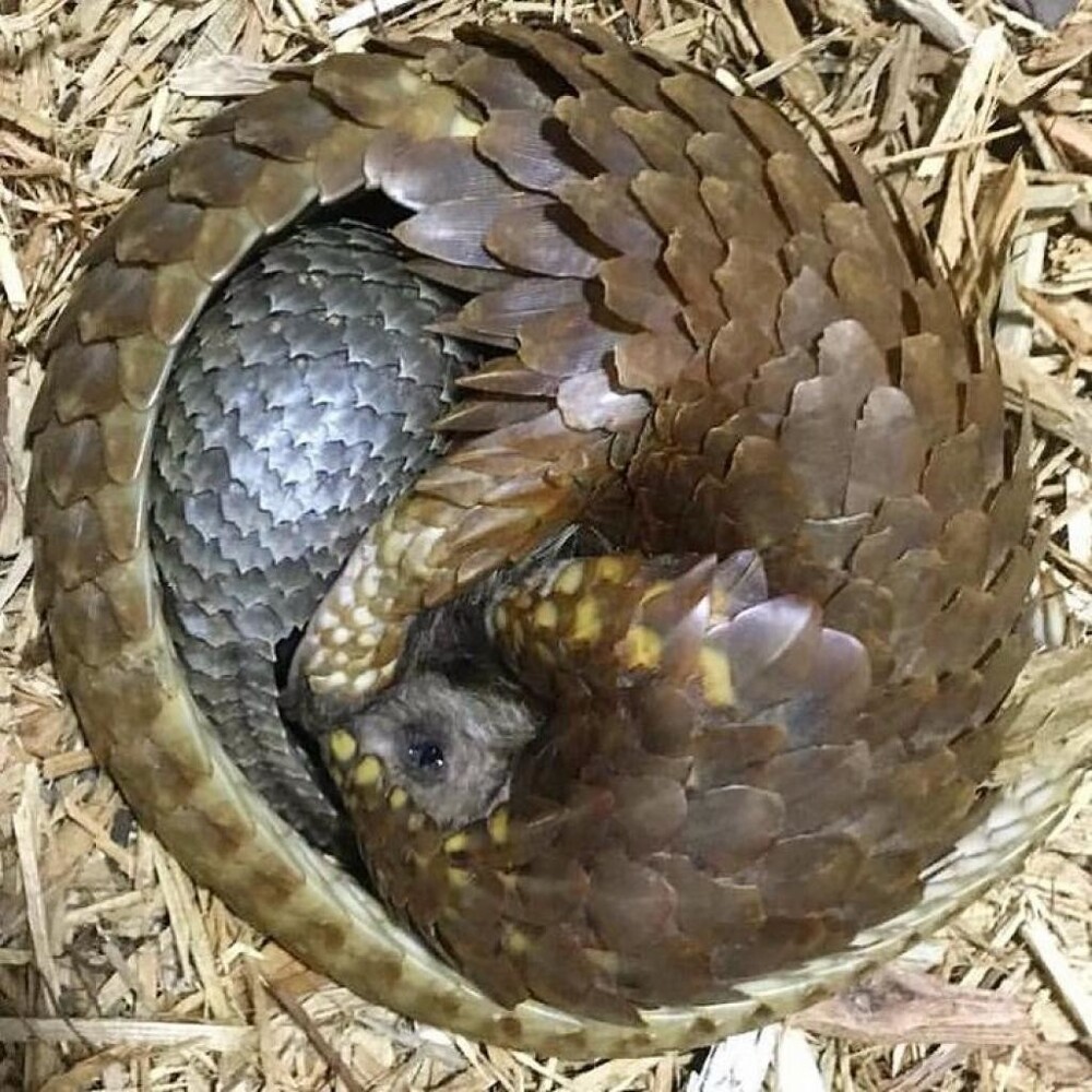 1. У маленьких панголинов невероятно мягкая шкурка, поэтому матери сворачиваются вокруг них, чтобы обеспечить малышам безопасность и тепло