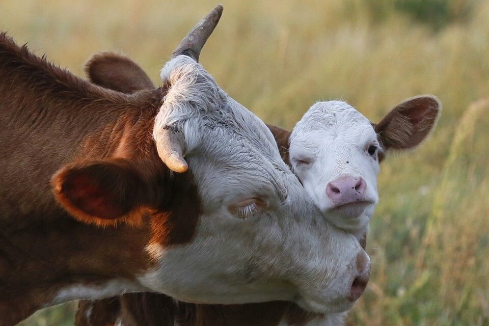 4. Трогательная забота