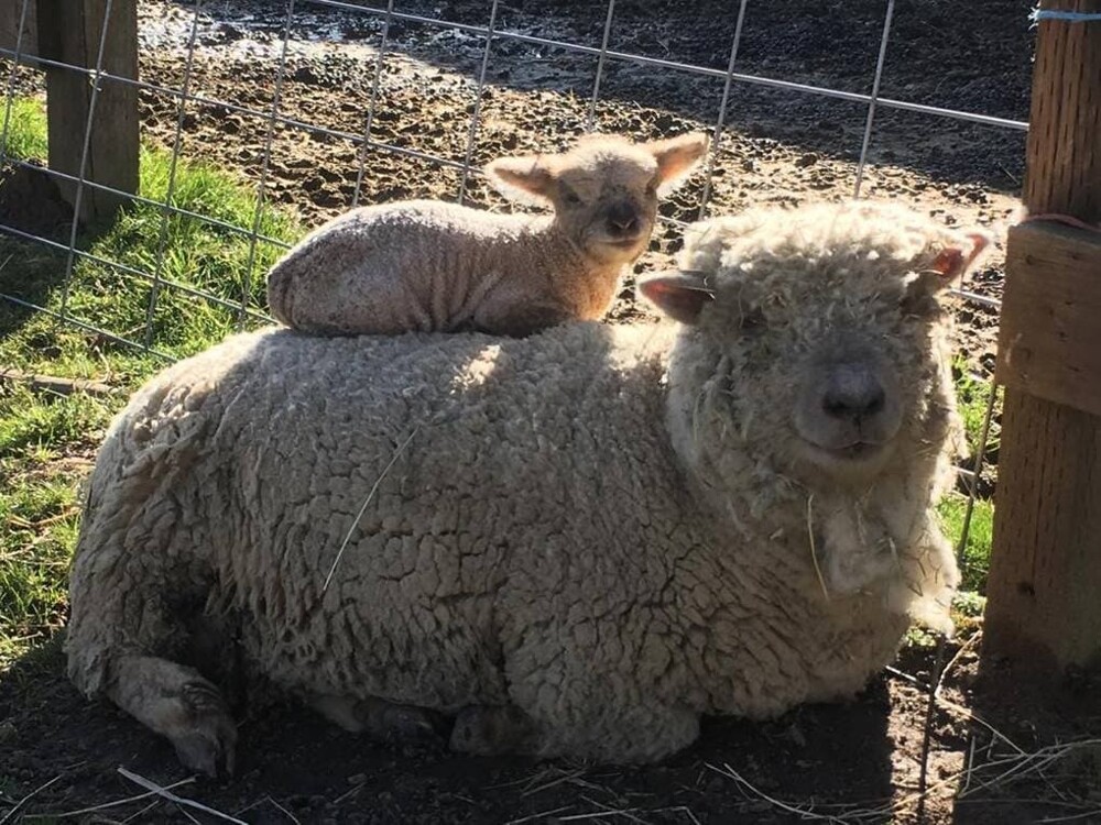 9. Я родился!