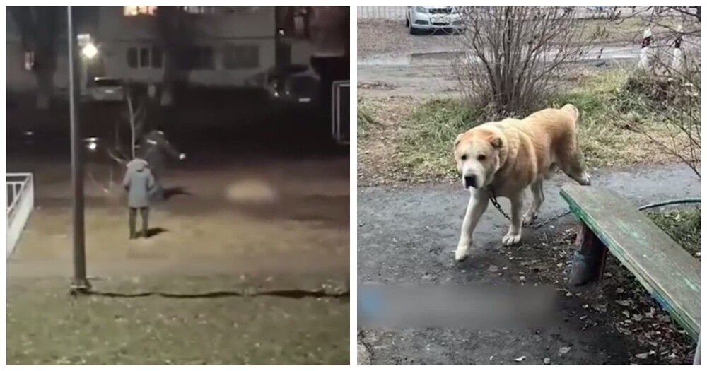 В Сухом Логу полицейский застрелил агрессивного алабая и стал жертвой травли зоозащитников