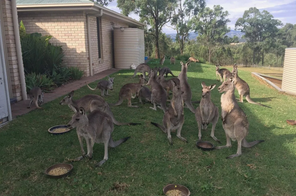 Правда ли, что в Австралии разводят и едят кенгуру, как коров или овец?