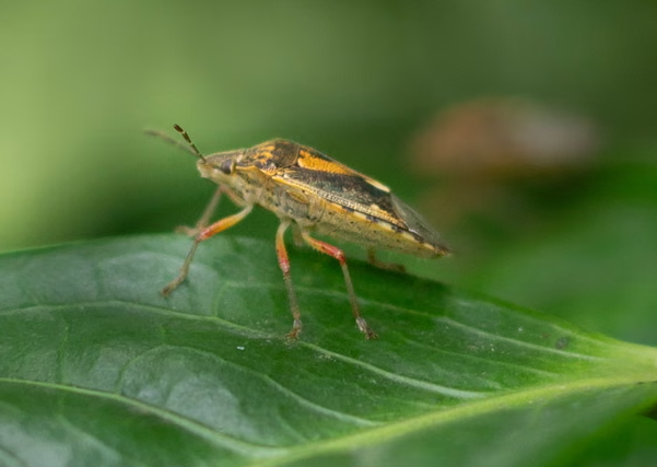 Литр за 89 рублей: масло из клопов на индийских рынках
