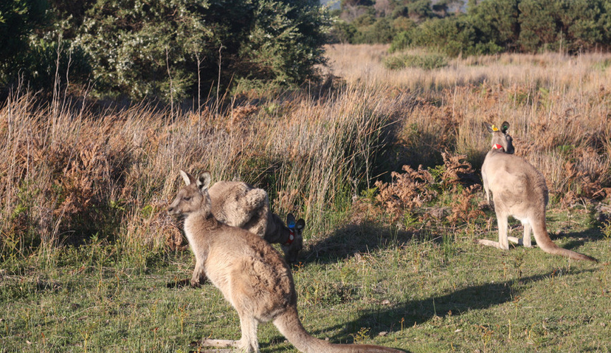 Правда ли, что в Австралии разводят и едят кенгуру, как коров или овец?