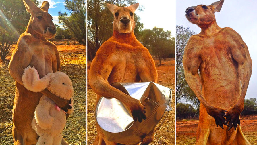 Правда ли, что в Австралии разводят и едят кенгуру, как коров или овец?