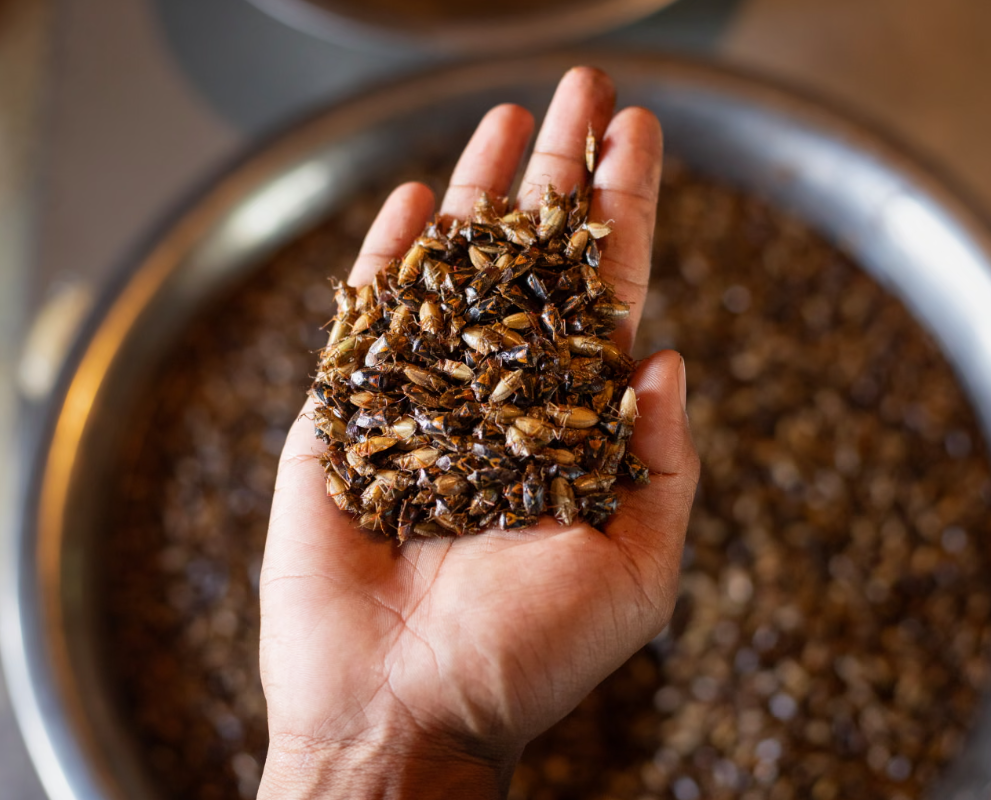 Литр за 89 рублей: масло из клопов на индийских рынках