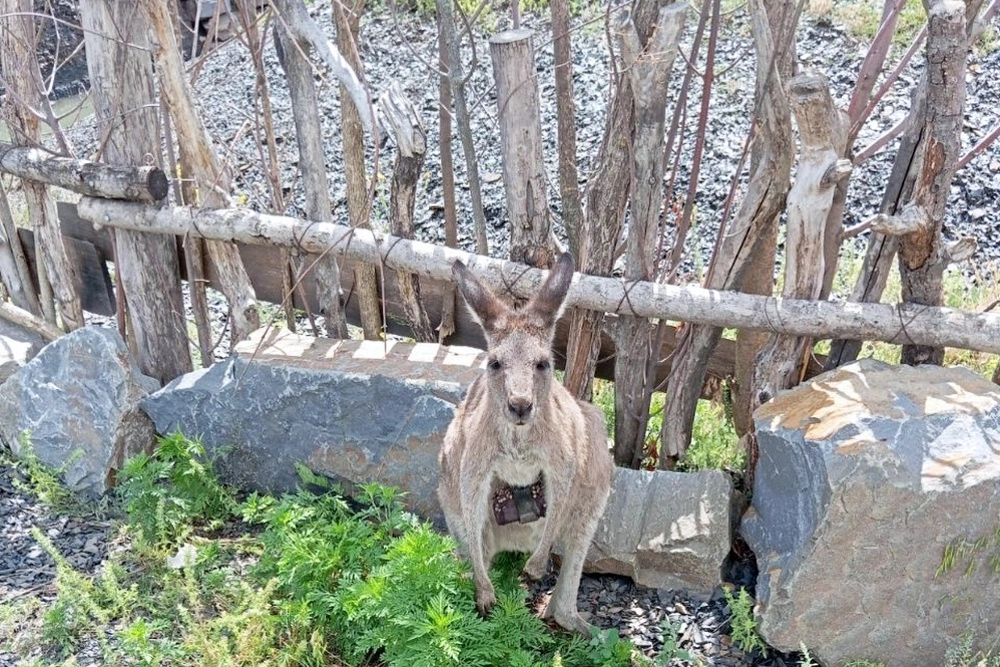 Правда ли, что в Австралии разводят и едят кенгуру, как коров или овец?