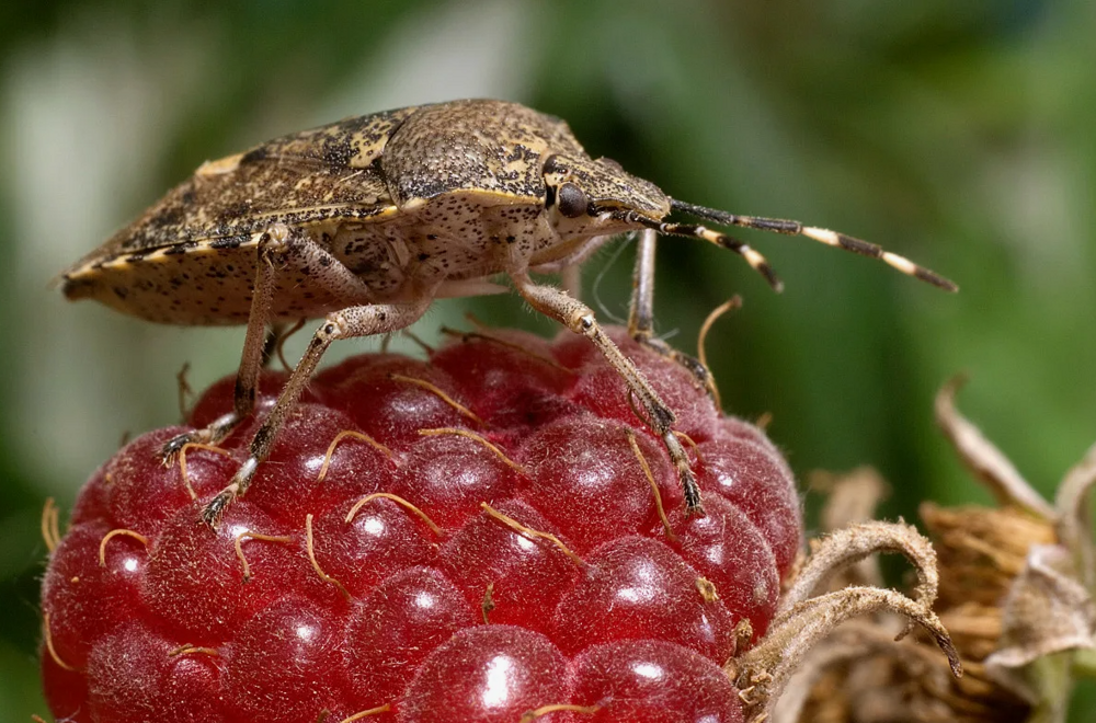 Литр за 89 рублей: масло из клопов на индийских рынках
