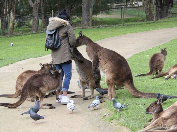 Правда ли, что в Австралии разводят и едят кенгуру, как коров или овец?