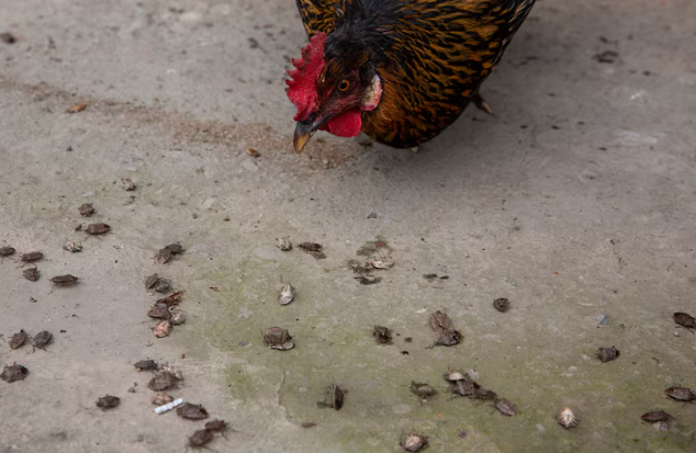 Литр за 89 рублей: масло из клопов на индийских рынках