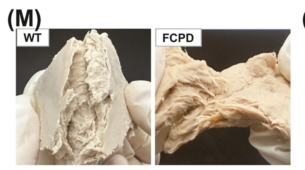Китайские учёные создали гриб, который может заменить мясо