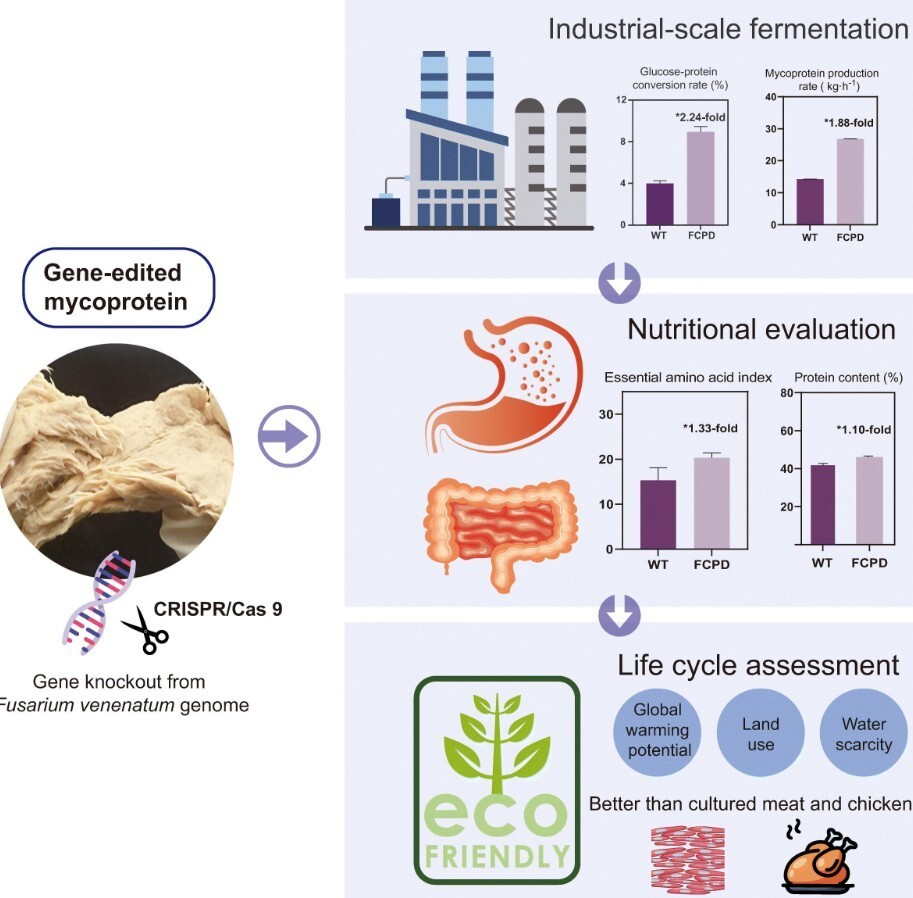 Китайские учёные создали гриб, который может заменить мясо
