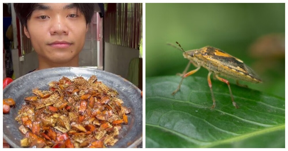 Литр за 89 рублей: масло из клопов на индийских рынках