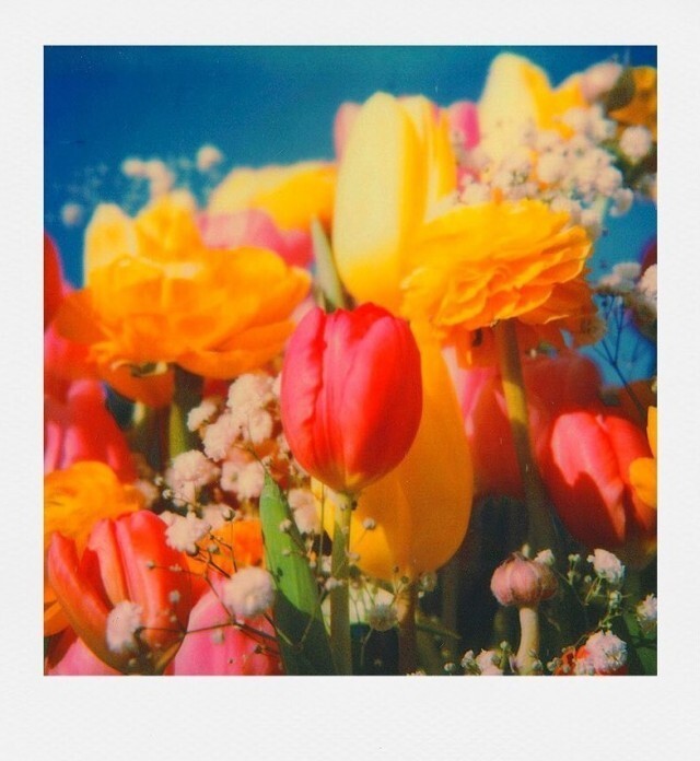 Цветы. Фотограф joeppolaroidphotography