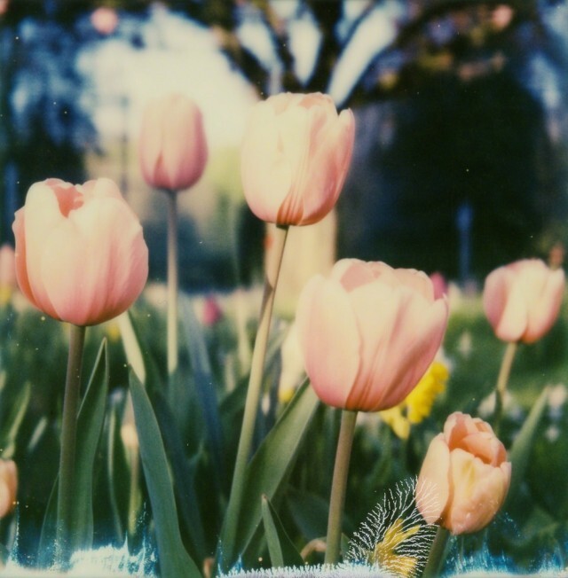 Вспоминать Амстердам. Фотограф Кирстен Тис ван ден Ауденарде