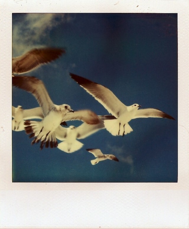 Птичья школа. Фотограф Раймонд Молинар