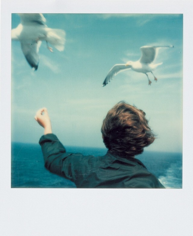 Чайки. Фотограф Питер Джонс