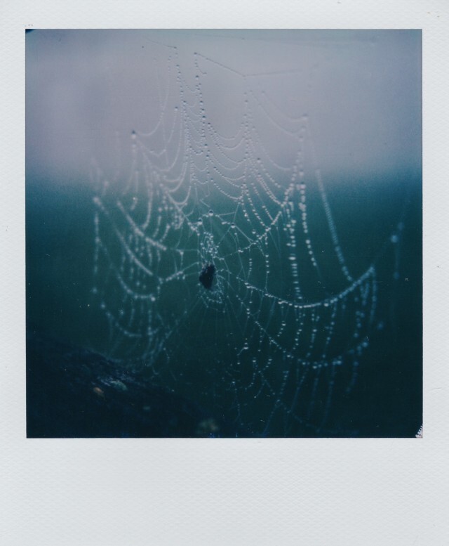 Паутина в росе. Фотограф Лэнс Трассел