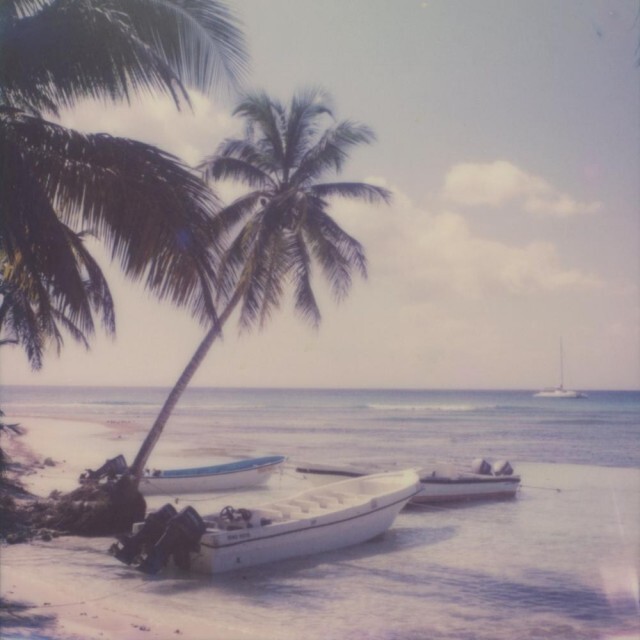 Пейзаж с пальмой, 2017. Фотограф Джулия Бейер