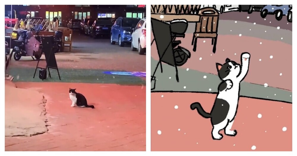 Кот впервые увидел снег