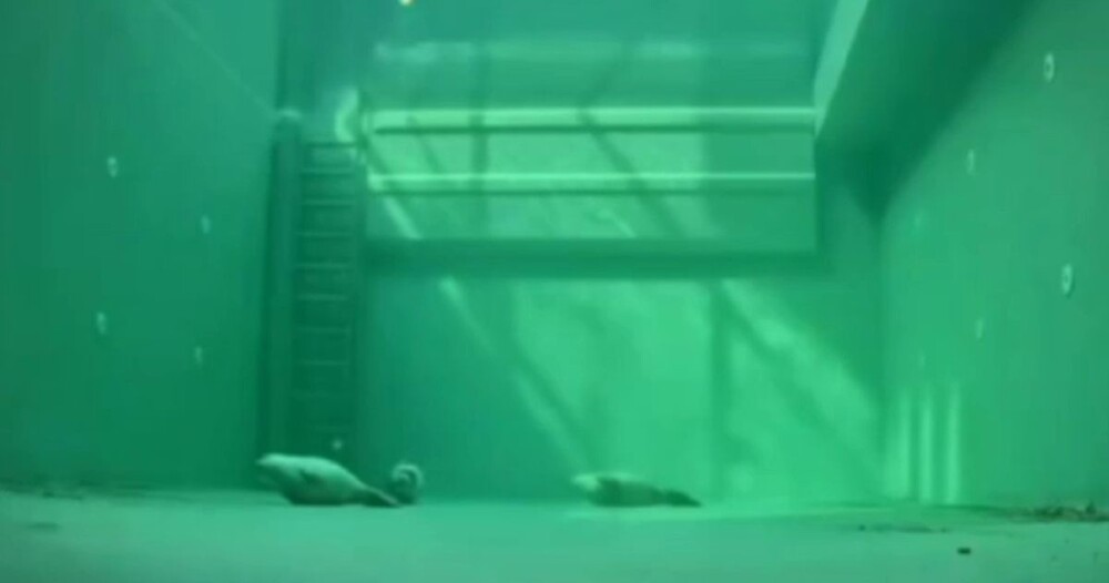 Как тюлени спят под водой