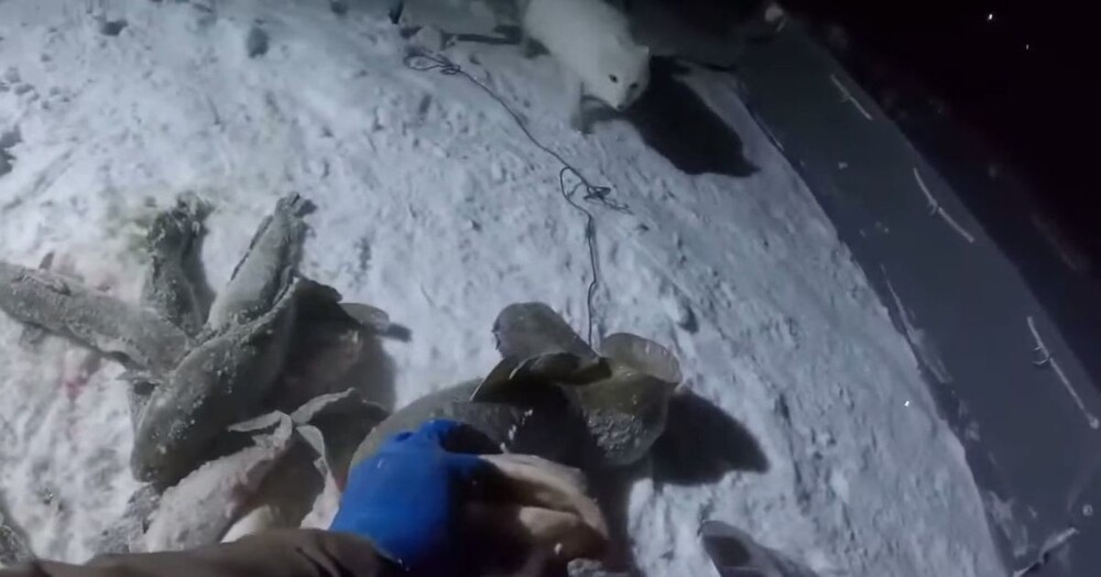 Песец украл часть улова рыбака