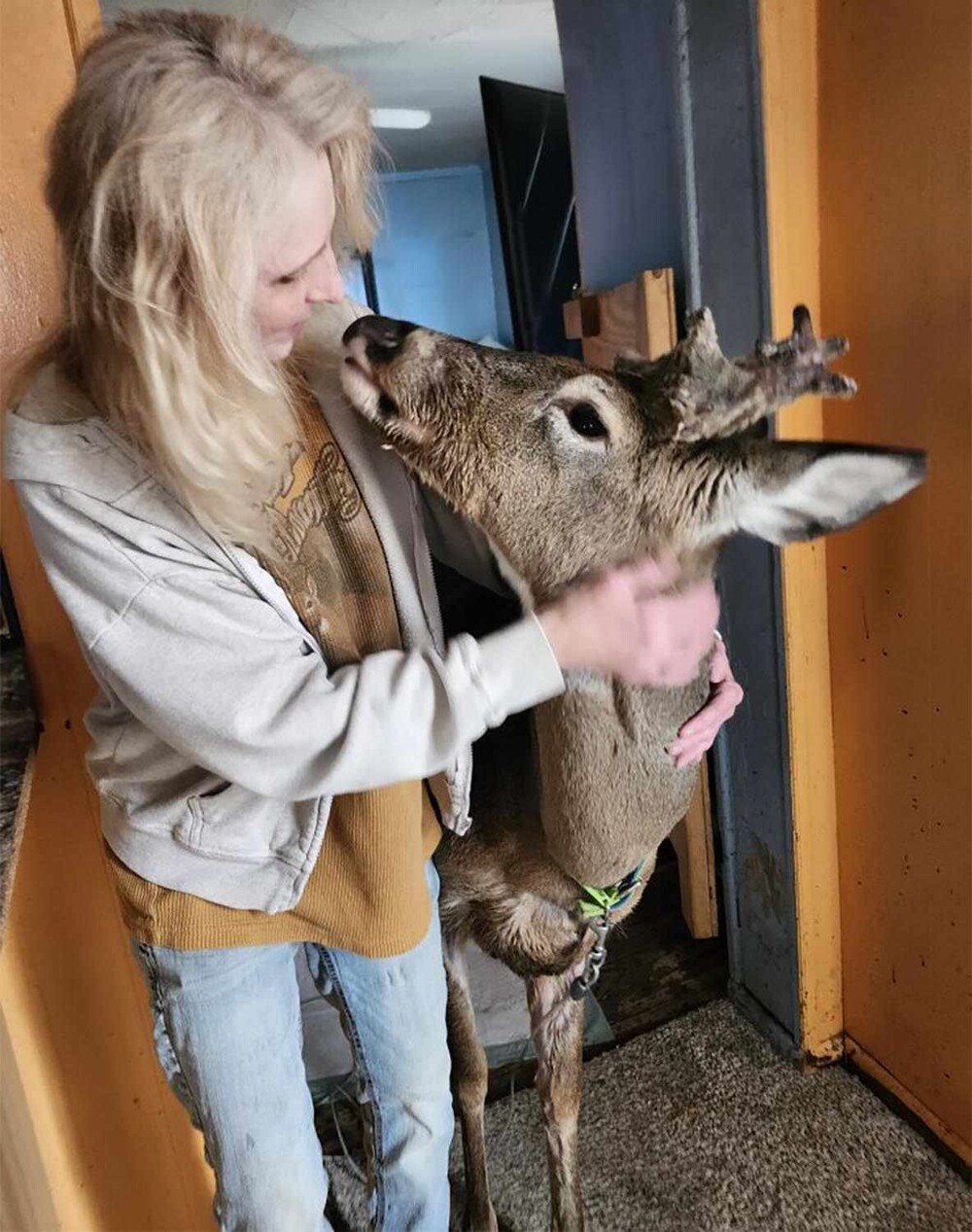 Олень убил спасшую его бабушку