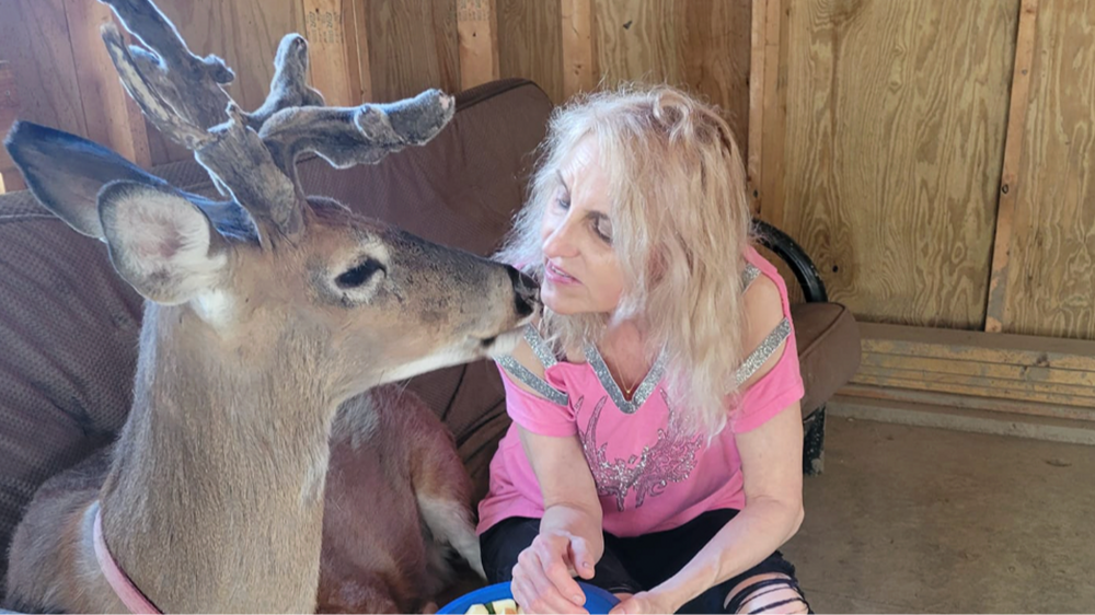 Олень убил спасшую его бабушку