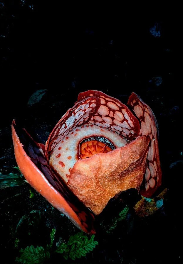 Не смог сдержать слёз: мужчина 13 лет искал один из редчайших цветков в индонезийских джунглях