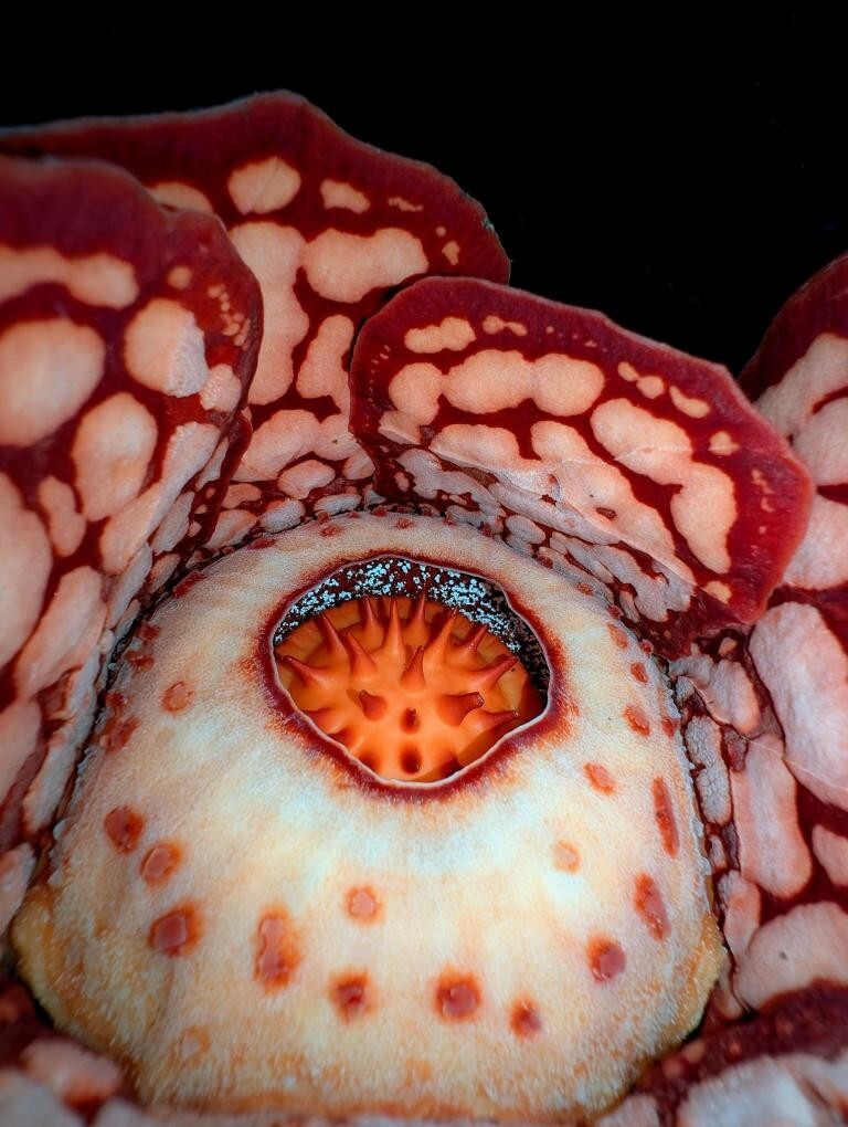 Не смог сдержать слёз: мужчина 13 лет искал один из редчайших цветков в индонезийских джунглях