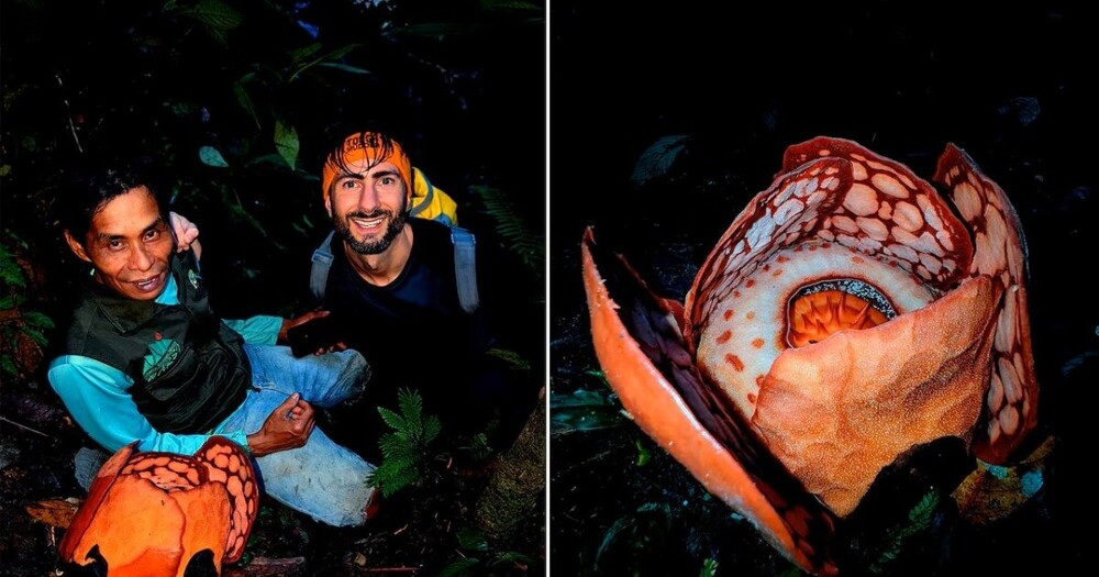 Не смог сдержать слёз: мужчина 13 лет искал один из редчайших цветков в индонезийских джунглях