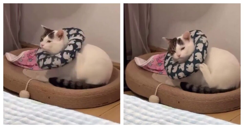 Если бы загрузочный экран был кошкой