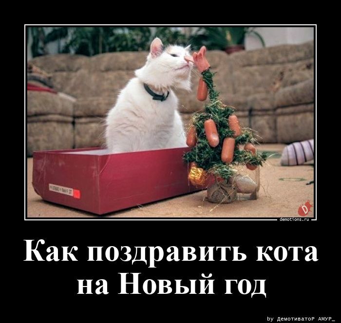 Как поздравить кота на Новый год