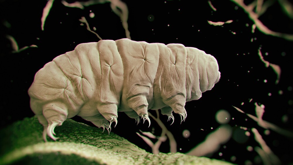 6. Самые термостойкие многоклеточные животные