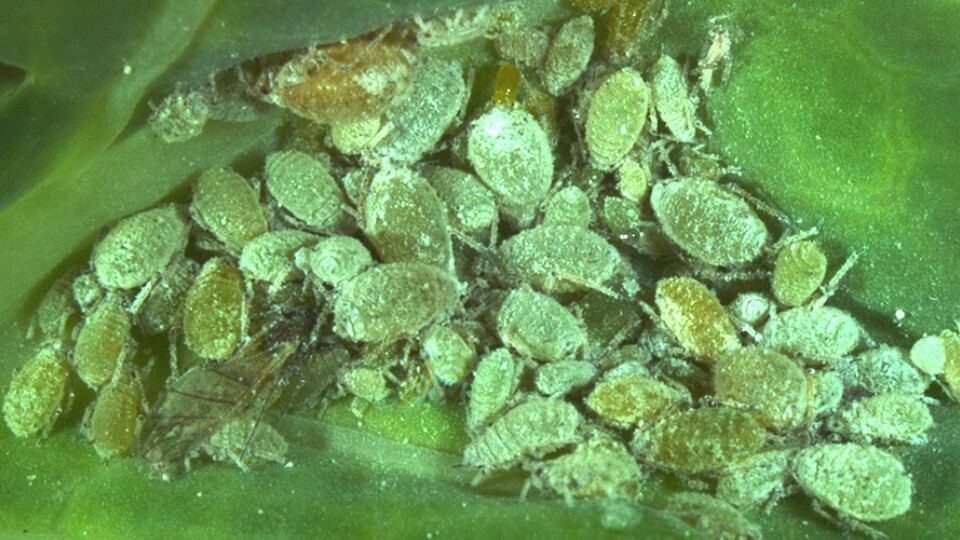 9. Самое плодовитое животное