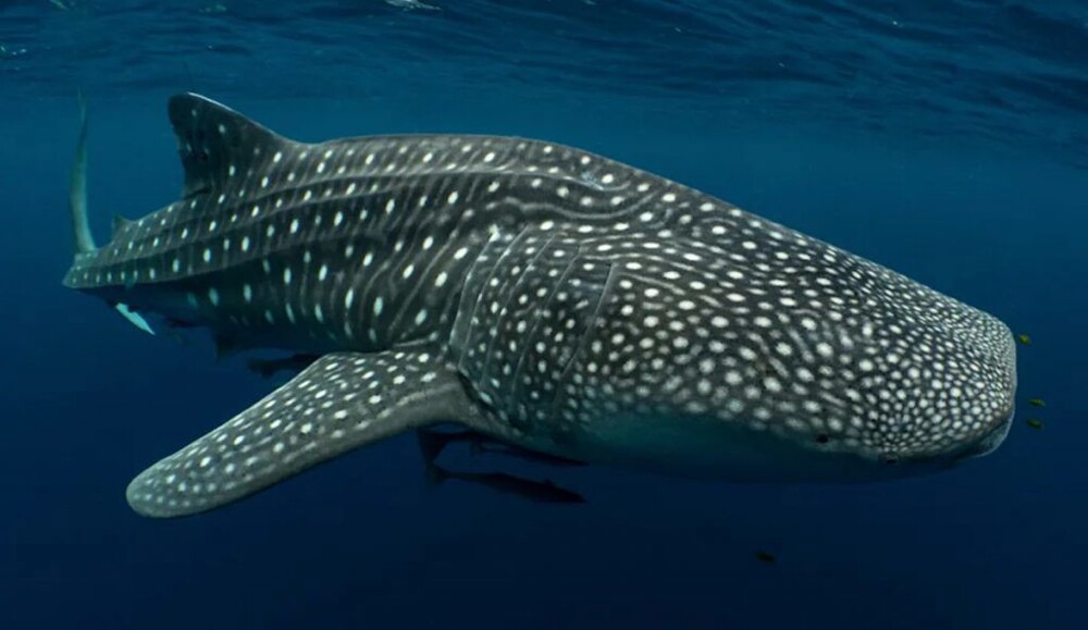 10. Самая толстая кожа у животного