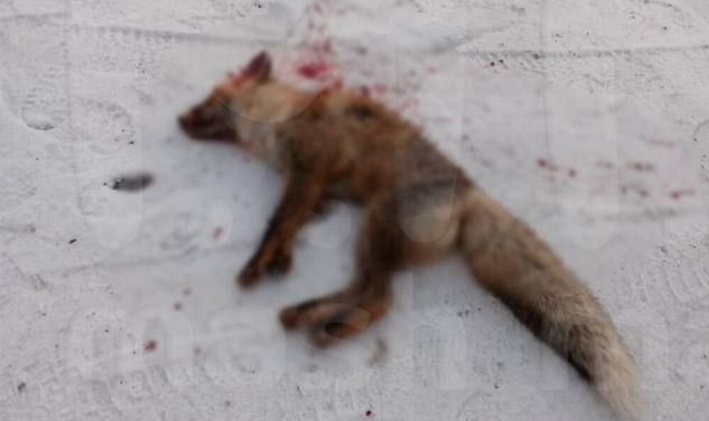 Бешеная лиса напала на девушку в Омской области