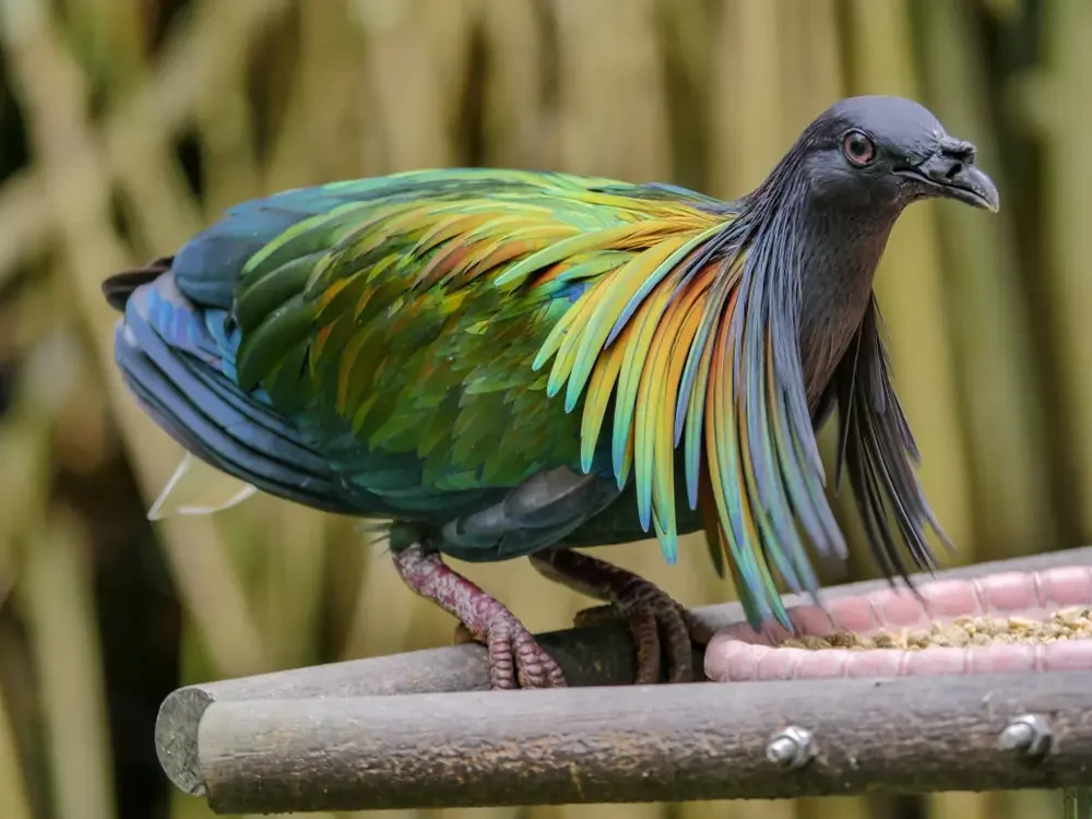 15. Никобарский голубь (Caloenas nicobarica)