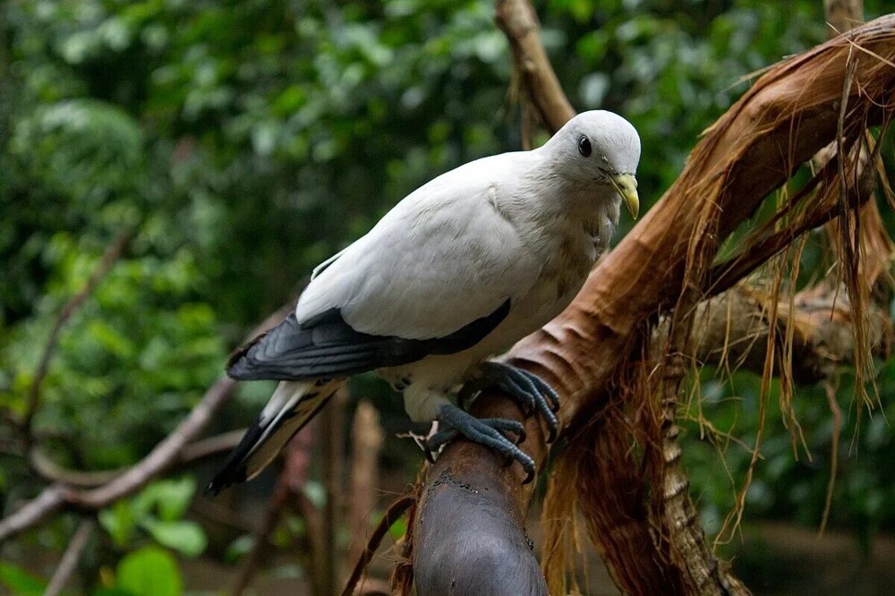 4. Пегий имперский голубь (Ducula bicolor)