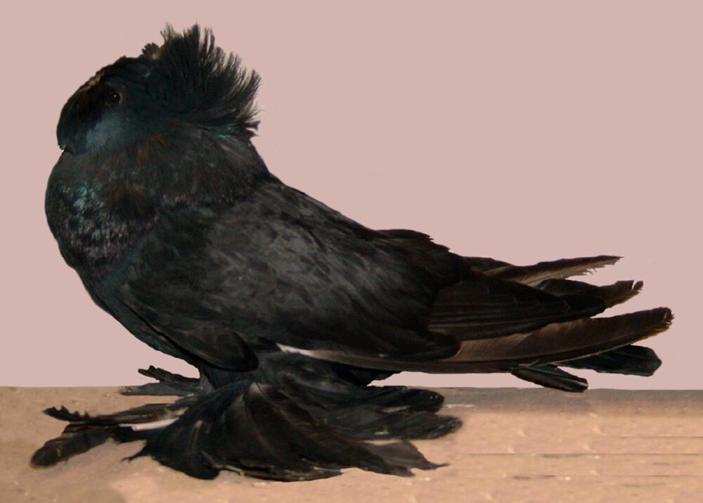 8. Бухарские трубачи (Columba livia)