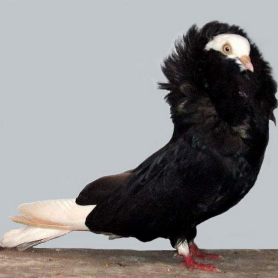 2. Якобинский голубь (Columba livia)