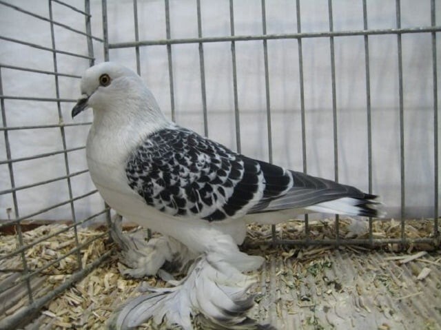 5. Ледяной голубь (Columba livia)